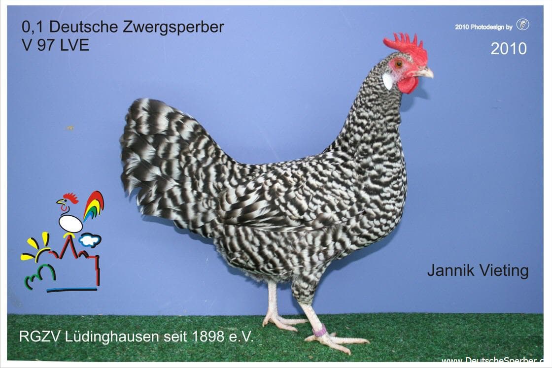 Deutscher Sperber (Hahn)