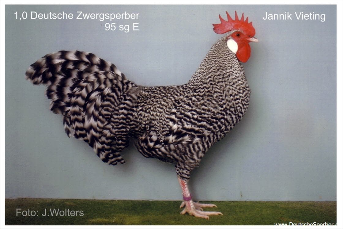 Deutscher Sperber (Henne)