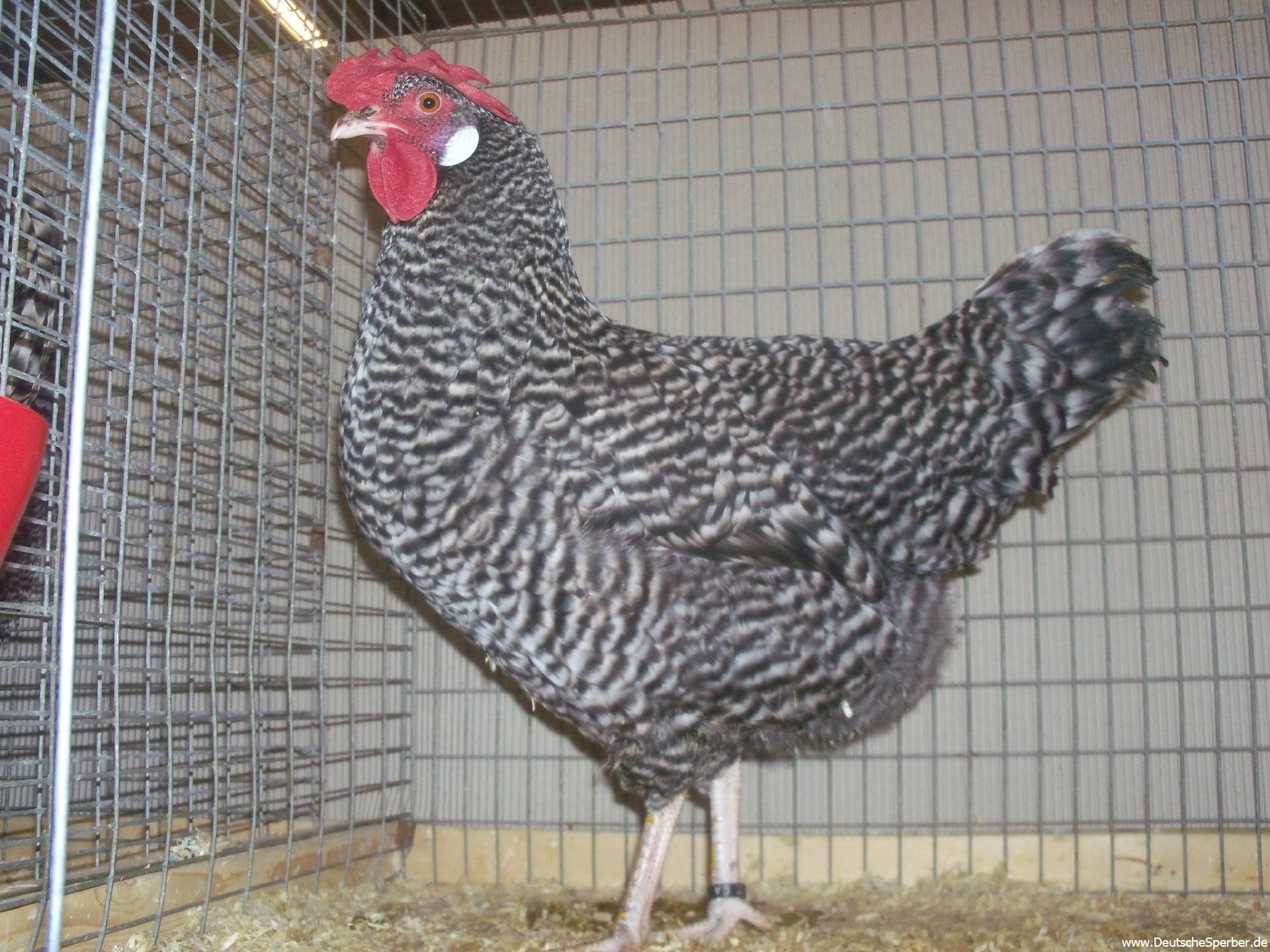 Deutscher Sperber (Henne)
