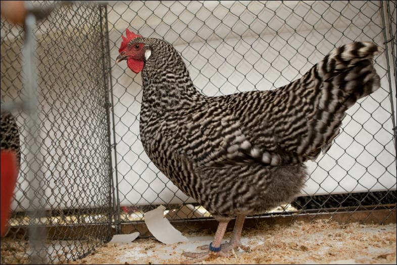Huhn
