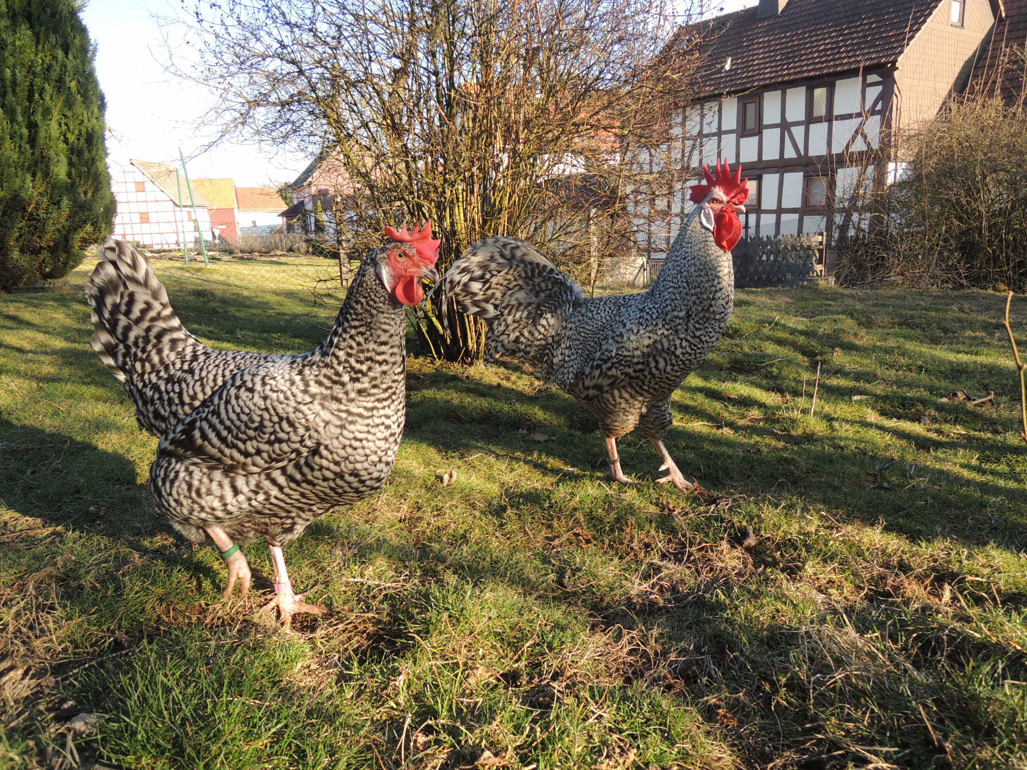 Henne, Hahn